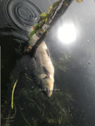 Svitava Jezero (26)
