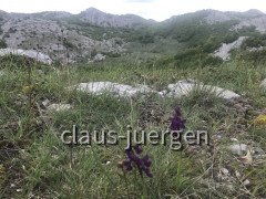 Mali Alan Pass (53)