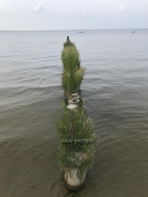 Ueckermünde (9)