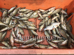 Ueckermünde (106)