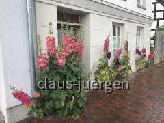 Ueckermünde (71)