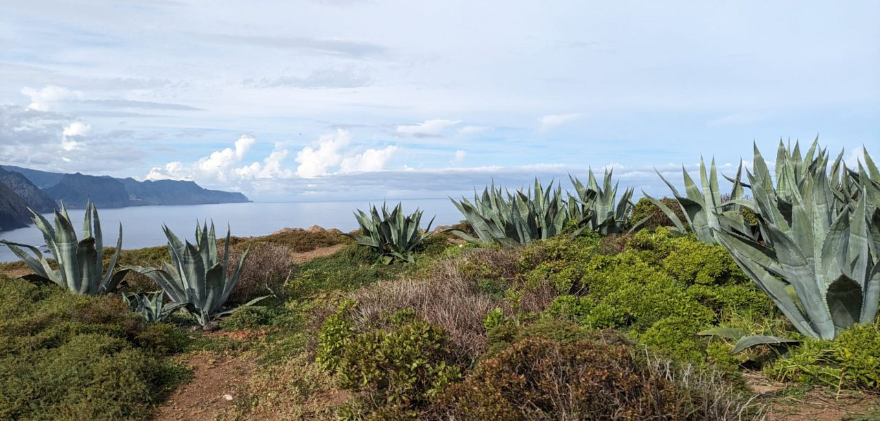 Madeira, Nordküste von San Lorenzo Richtung Santana2