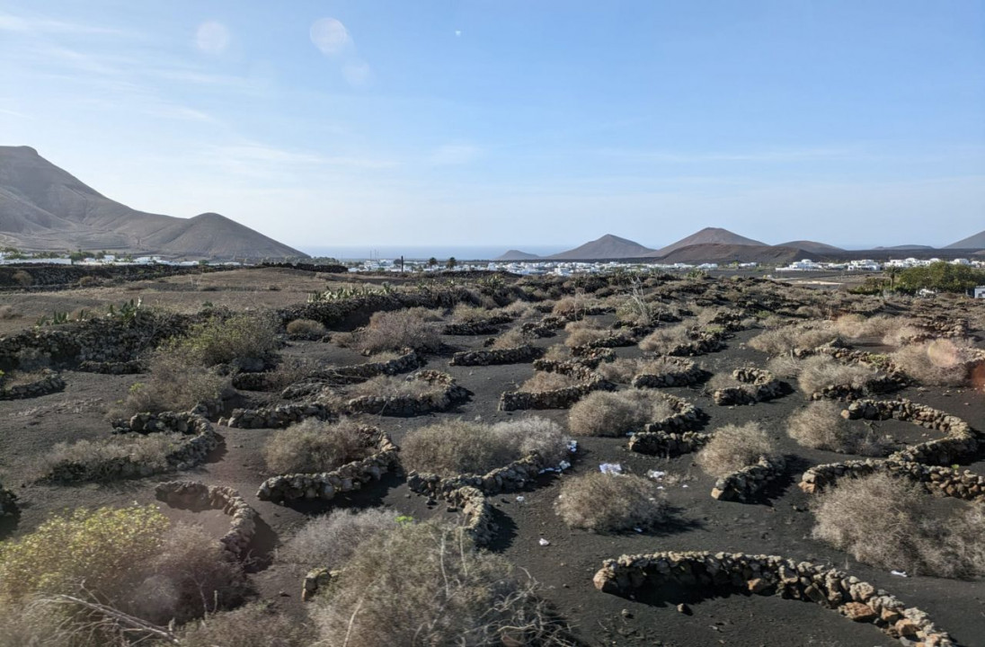 Lanzarote, La Geria3