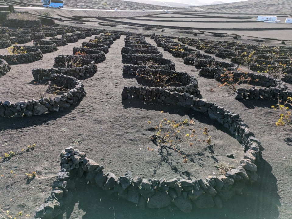 Lanzarote, La Geria2