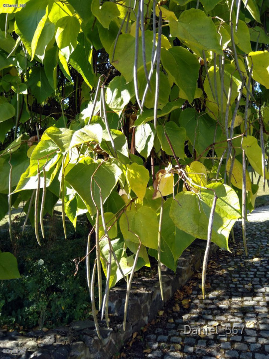 31_Stahlavy Schloss Kozel