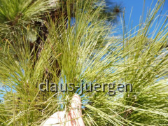 Teneriffa Forestal de Corona