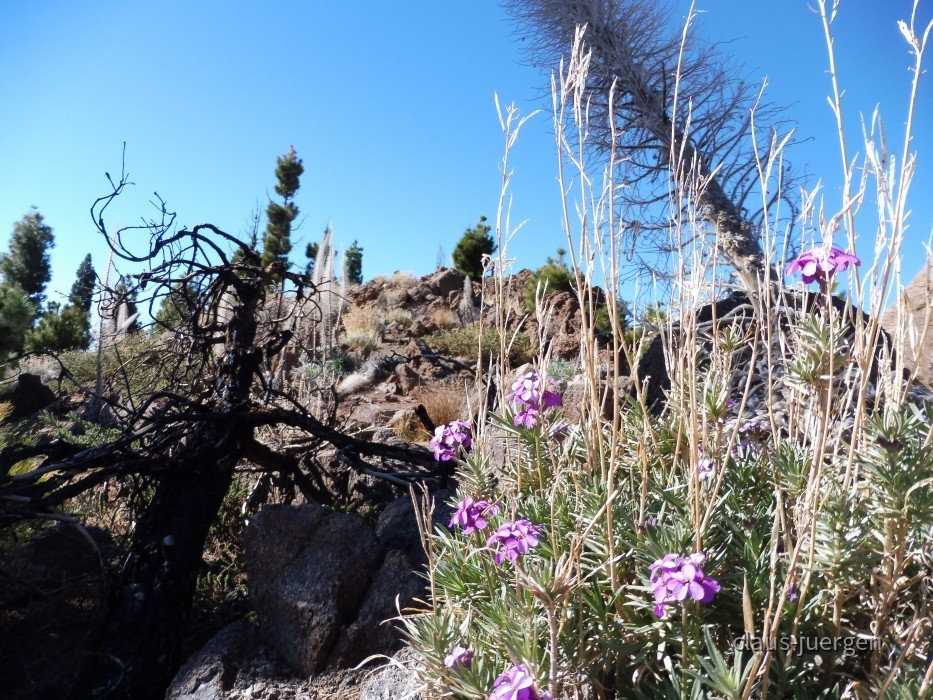 Teneriffa Forestal de Corona