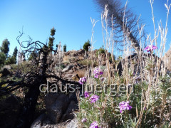Teneriffa Forestal de Corona