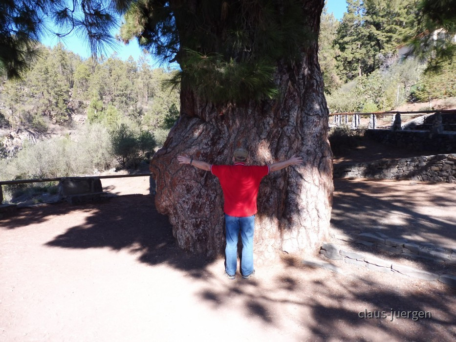 Teneriffa Forestal de Corona