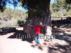 Teneriffa Forestal de Corona