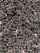 227183D2-4D36-48B5-9776-CF383DD3D875