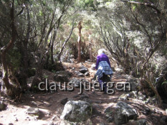 Teneriffa Wald