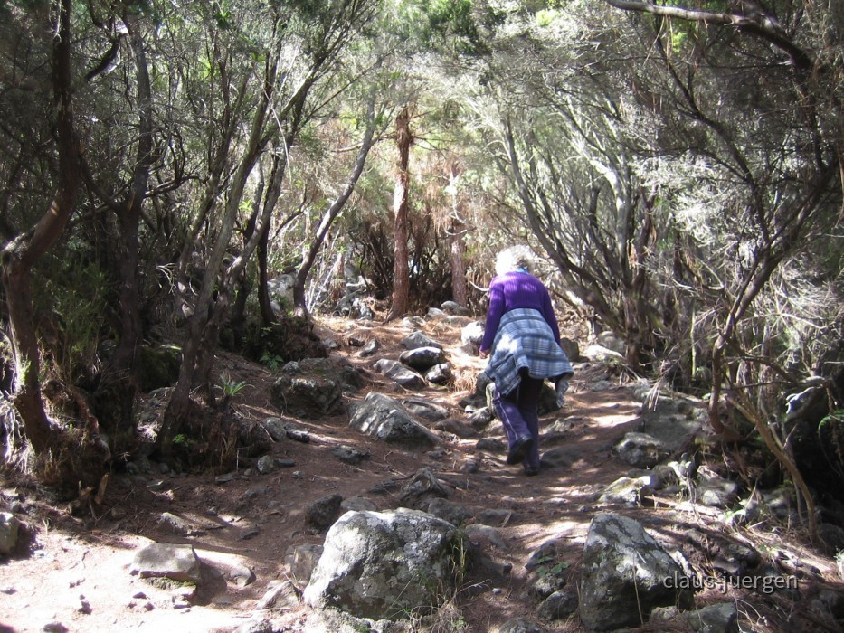 Teneriffa Wald
