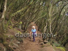Teneriffa Wald