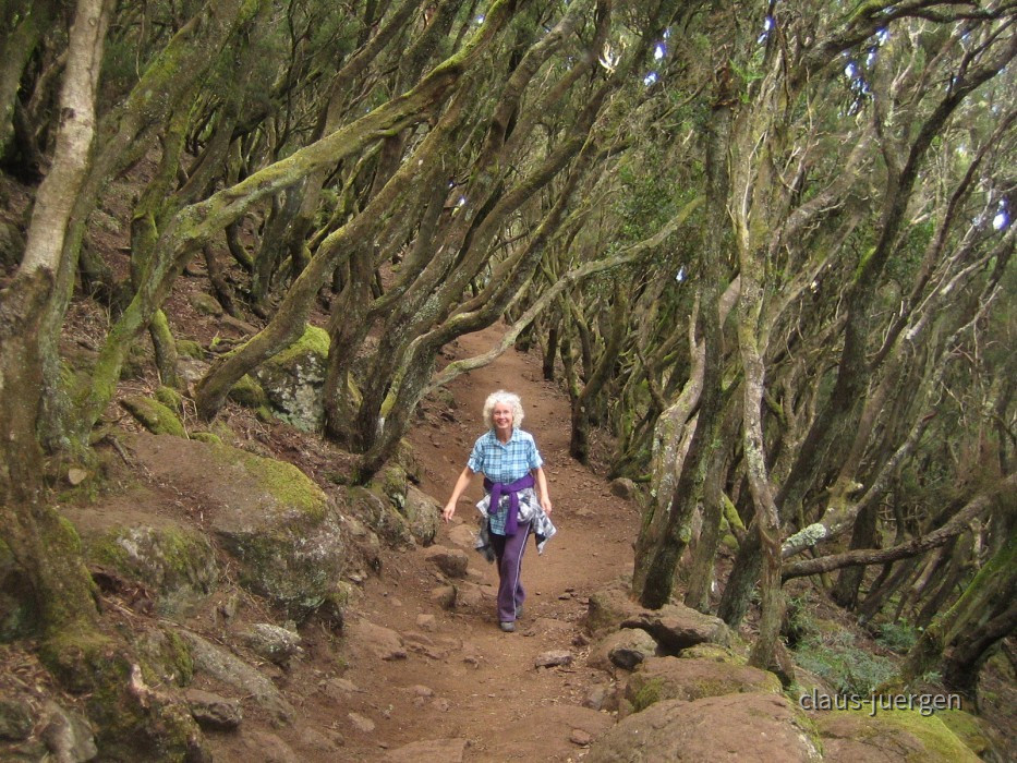 Teneriffa Wald