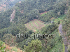 Teneriffa Wald