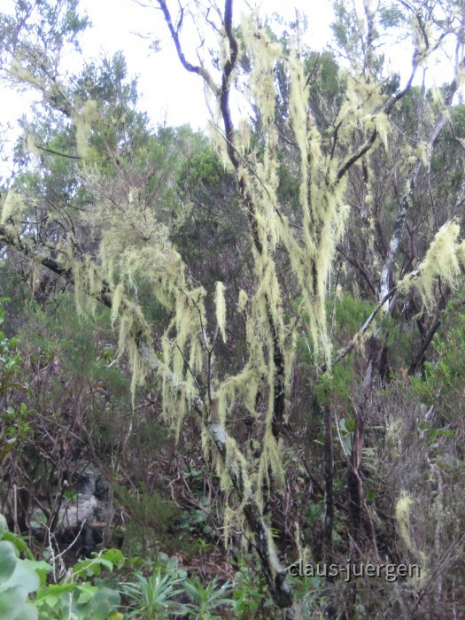 Teneriffa Wald