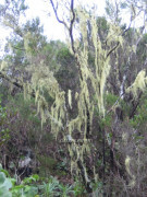 Teneriffa Wald
