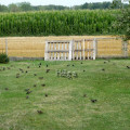 Vogelschar