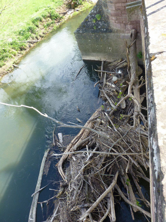 Euerdorf, Saalebrücke, Treibholz