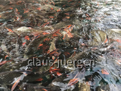 IMG_2513~photo