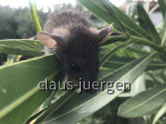 Ratte (6)