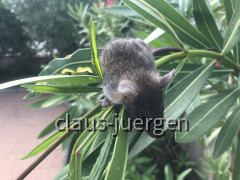 Ratte (2)