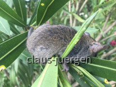 Ratte (3)