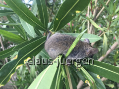 Ratte (8)
