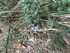 IMG_5991~photo-full