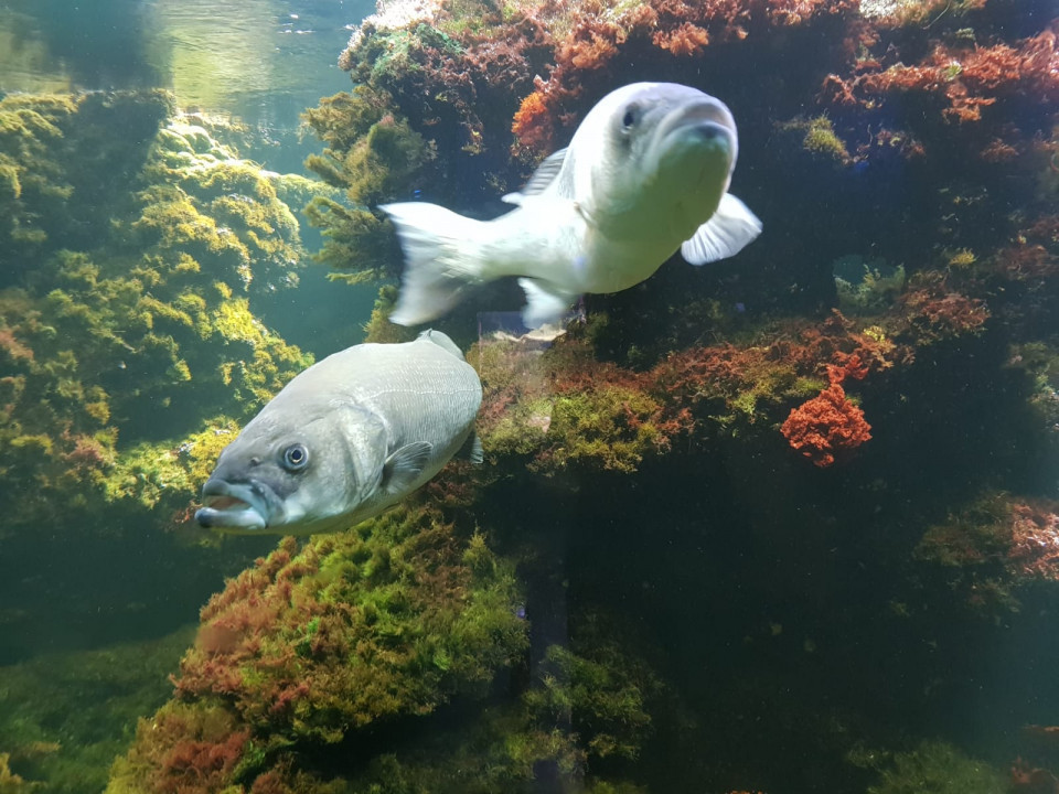 Zoo Schönbrunn