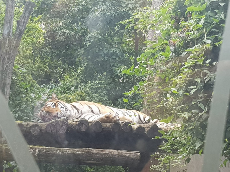 Zoo Schönbrunn