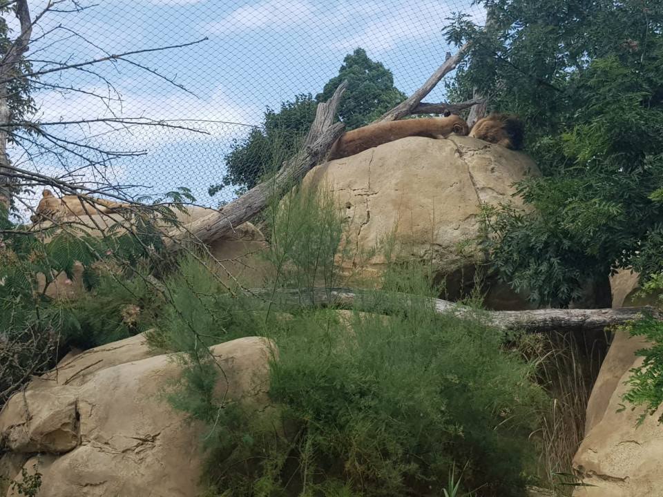 Zoo Schönbrunn