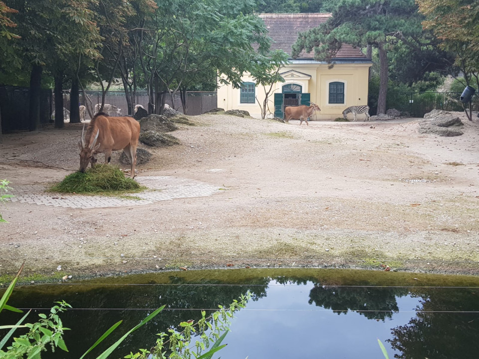 Zoo Schönbrunn