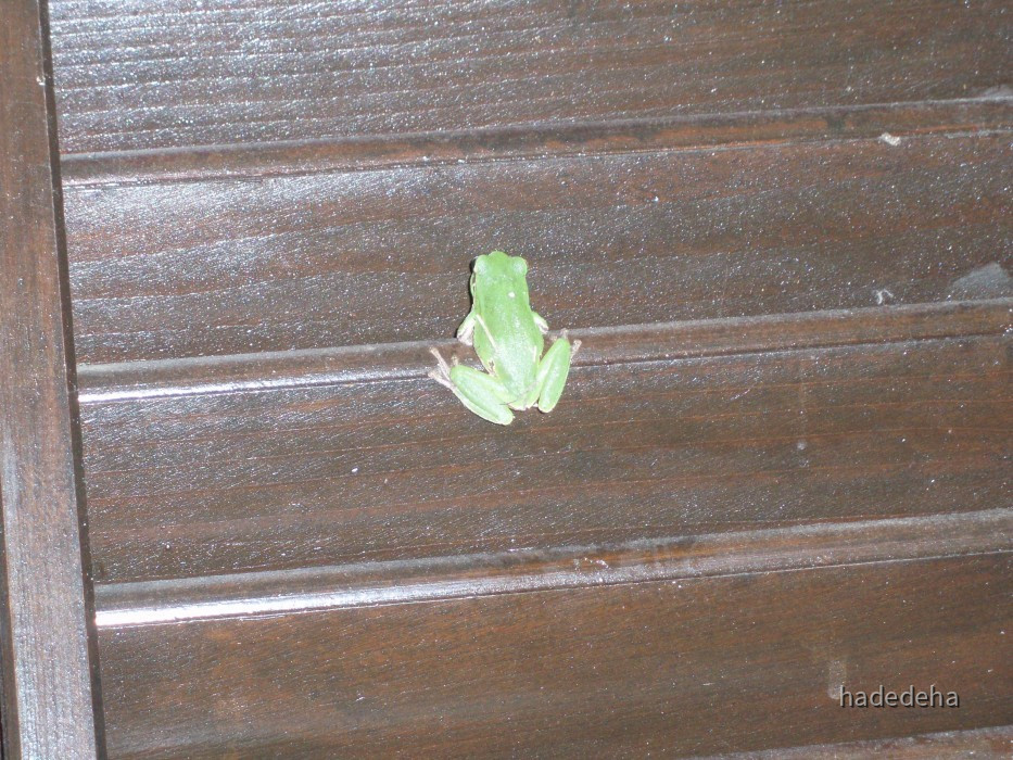 182 Frosch am Fensterladen in Ada