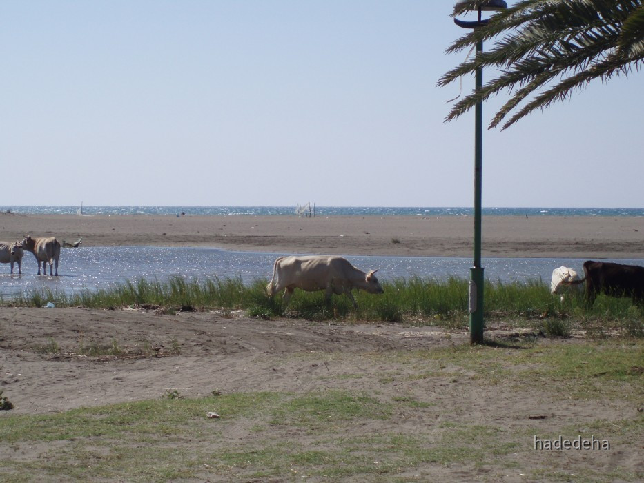 205 Ada - Kühe am Strand