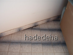 218 Schlange im Bungalow auf Ada