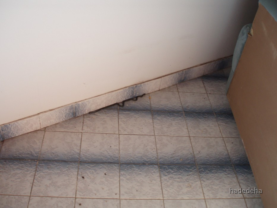 218 Schlange im Bungalow auf Ada