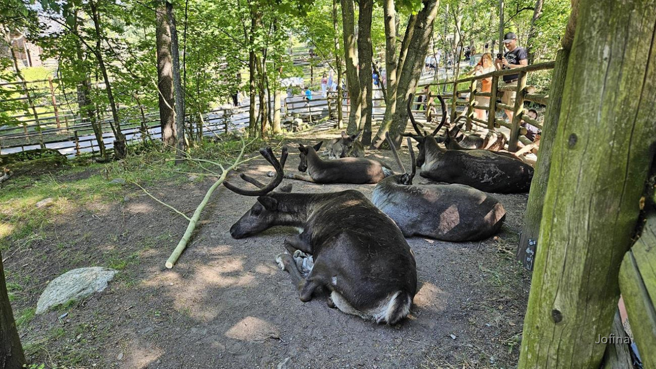 Skansen_Stockholm 15