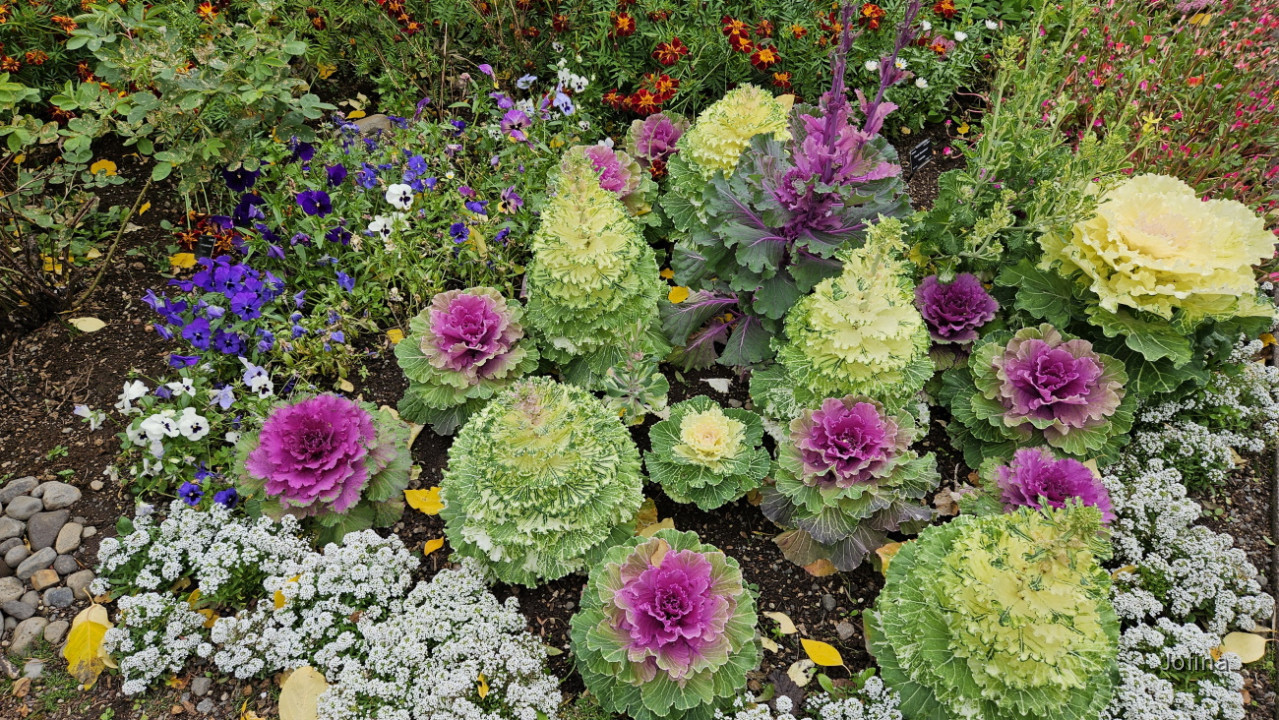 Akureyri 20