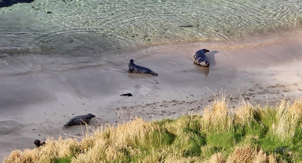 Shetland 07
