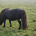Shetland 21