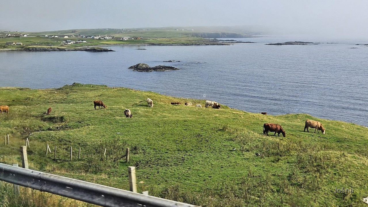 Shetland 27