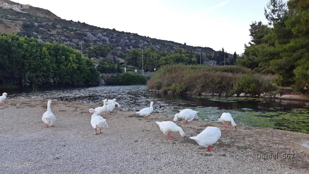 58_Kastel Stafilic.jpg
