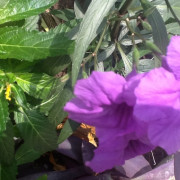 Gartenanlage im 6. Stock