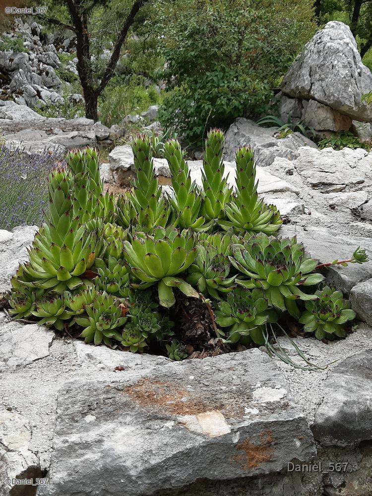 50_Kotlenice Höhle Vranjaca.jpg