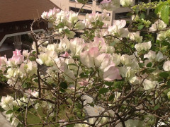 Gartenanlage im 6. Stock
