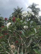 AB218E75-97F5-48CE-B867-51E4C03EBFBE.jpeg