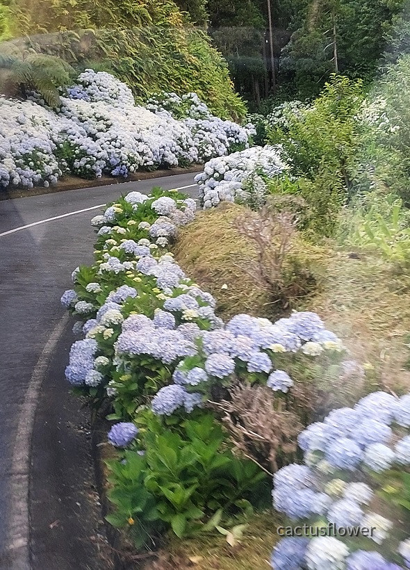 São Miguel - die Grosse zuerst