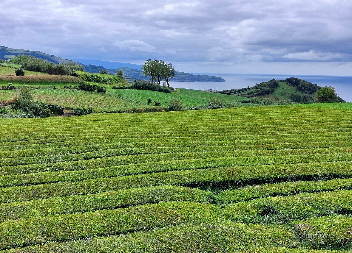 São Miguel - die Grosse zuerst
